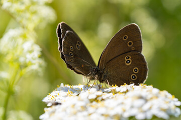 Ringlet collects nectar from a white flower. Butterfly close-up. Aphantopus hyperantus.
