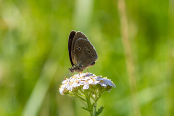 Ringlet collects nectar from a white flower. Butterfly close-up. Aphantopus hyperantus.  © Elly Miller