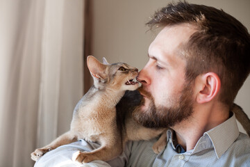 Close up of abyssinian kitten gently biting bearded man's nose lying on his shoulder on a beige...