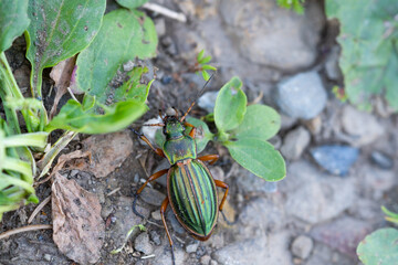 Gold ground beetle, Carabus auratus. Insect close-up in natural environment.
