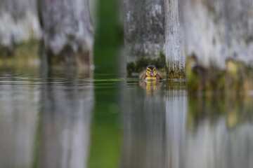 Beautifull ducklings swims on a lake from the Danube Delta, Romania in a sunny morning.