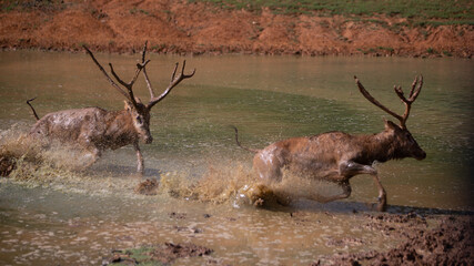 Two Pere David's deer fighting in water.