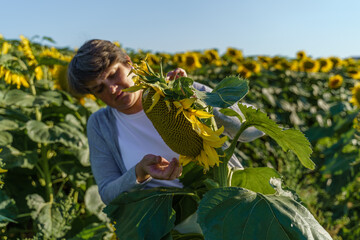 Woman checking the growing in the field sunflower