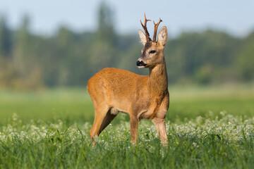 Roe deer, capreolus capreolus, observing over the shoulder on wildflowers. Roebuck with broken...