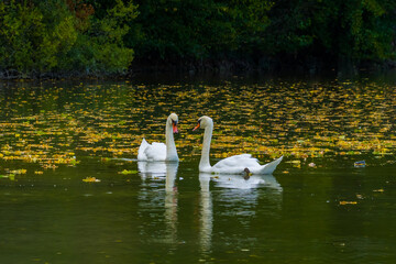 White swans pair on lake, fallen colored leaves on green water surface