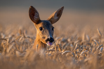 Roe deer, capreolus capreolus, tongue sticking out in wheat in close up. Female mammal looking in field in detail. Brown doe peeking out of crop in summer.