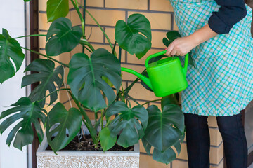 A happy woman waters a large monstera flower in a room with beige brick walls with a green watering can. A girl in an apron is engaged in her favorite hobby- caring for houseplants © Anastasiya Famina