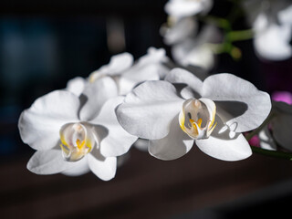 CLOSE UP: Beautiful white flowers of blooming orchid plant with dark background