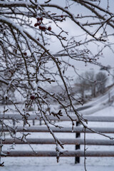 Closeup of ice covered branches of a cherry tree in winter