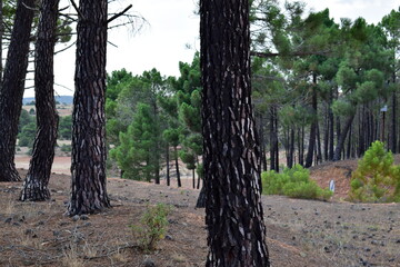 Obraz premium mountain landscape with pine trees in the foreground in summer