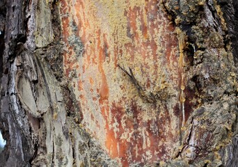 pine bark tree with drops of resin