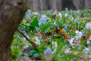 Mixed spring wild forest flowers in bloom on the forest floor, hollowroot Corydalis cava. Beautiful small plants with blurred foreground for copy space