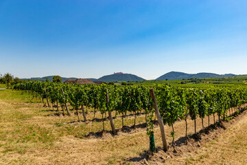Fototapeta na wymiar Vineyards in Wachau valley. Lower Austria.