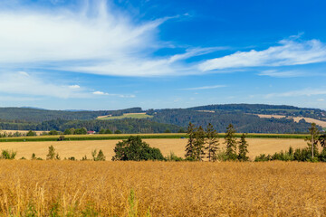 Fototapeta na wymiar Summer landscape with fields and blue sky