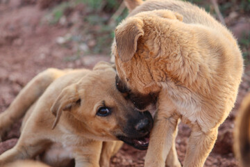 two puppies playing 