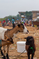 AFRICAN GOAT