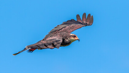 A snail kite flying with wings spread through the sky 