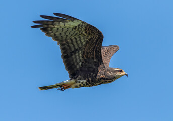 A snail kite flying through the sky 