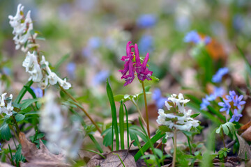 Mixed colors spring wild forest flowers in bloom on the forest floor, hollowroot Corydalis cava