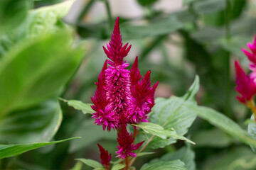 Celosia flower in garden. Close up of pink cockscomb flower