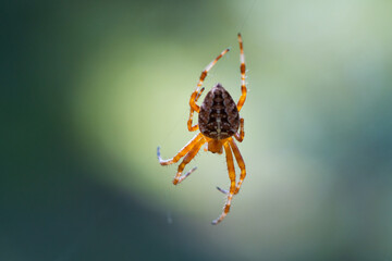 Close-up macro shot of a European cruciform garden spider, Araneus diadematus, sitting in a cobweb