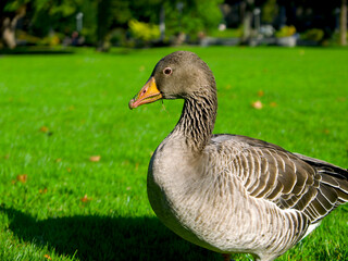 greylag goose lies on the green lawn in the park of Stuttgart on a sunny day, Germany