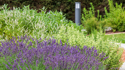 Garden design - Lavender and mint herbs in the flower bed - nice background of violet and green white flowers - obrazy, fototapety, plakaty