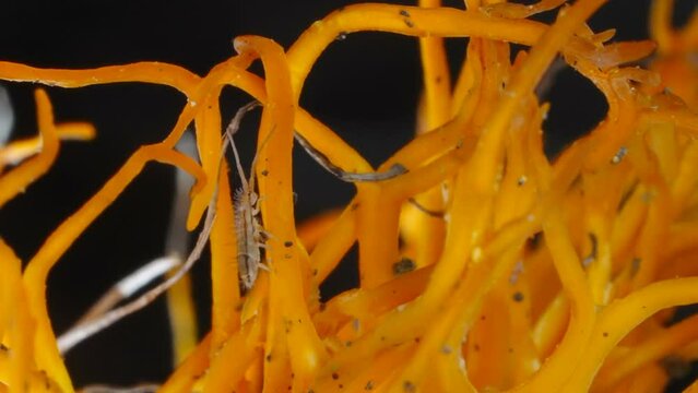 A macro shot of the white springtail beetle crawling on the yellow mushroom in Estonia