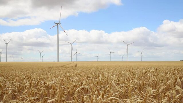 Scenic landscape view of wheat field harvest and big modern wind turbine mill farm against beautiful clouds blue sky. Food production and clean green renewable sustainable energy generation concept