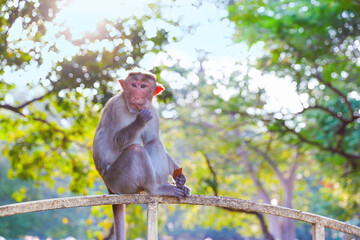 Monkey sitting on metal gate and eating food