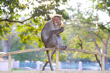 Monkey sitting on metal gate and eating food	

