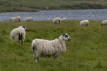 Flock of Sheep, with black and white faces, graze on grass in Scotland on the Isle of Islay
