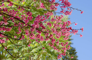 pink cherry blossom in  winter               