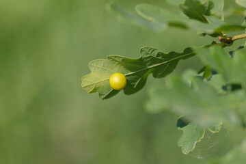 Small green gall apple on an oak leaf.