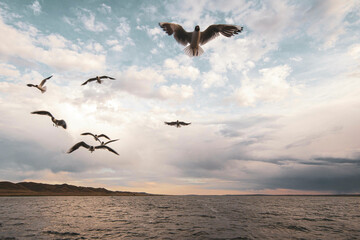 seagulls in motion flying over the lake in a strong weather, against the backdrop of a beautiful sunset and rain with a thunderstorm