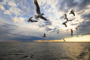 Fototapeta na wymiar seagulls in motion flying over the lake in a strong weather, against the backdrop of a beautiful sunset and rain with a thunderstorm