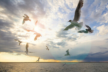 seagulls in motion flying over the lake in a strong weather, against the backdrop of a beautiful sunset and rain with a thunderstorm