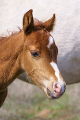 Fototapeta premium Portrait of a small chestnut Welsh pony foal with a white mark on the muzzle 