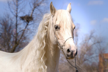 Portrait of a palomino Welsh mare
