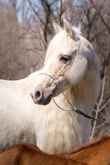 Portrait of a palomino Welsh mare
