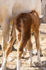 Little chestnut Welsh pony foal sucking mother's milk
