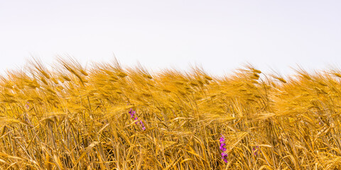 Ripe wheat in the field before harvest under strong wind © Sergey + Marina