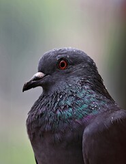 Rock dove pigeon enjoying the monsoon/rain in Ahmedabad