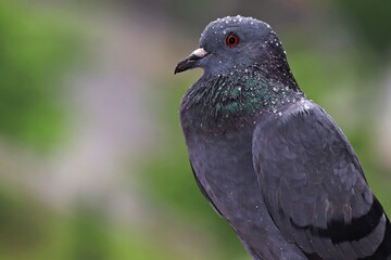 Rock dove pigeon enjoying the monsoon/rain in Ahmedabad