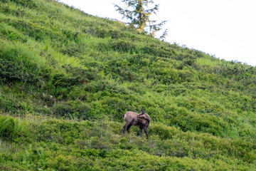 Fototapeta premium chamois buck, rupicapra rupicapra, on the mountains at the morning in summer
