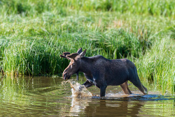 Moose in the Colorado Rocky Mountains