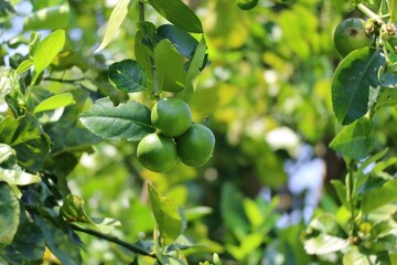 green olives on a tree