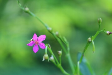 flowers in the garden