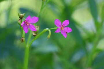 flowers in the garden