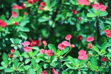 red and white tulips